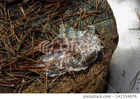 Delicate ice melts on a weathered log slice, embraced by rusty pine needles. A frosty sign of nature awakening in early spring Delicate ice melts on a weathered log slice, embraced by rusty pine needles. A frosty sign of nature awakening in early spring 141554876