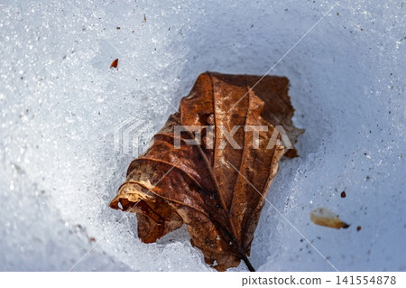 A lone brown leaf bravely emerges from sparkling melting snow, a poignant symbol of winter's thaw and the fresh promise of early spring A lone brown leaf bravely emerges from sparkling melting snow, a poignant symbol of winter's thaw and the fresh promise of early spring 141554878