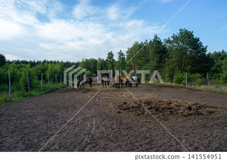 Horses standing in fenced rural paddock with trees and wide blue sky over quiet countryside pasture, with horse, hors, paddock, pasture detail, showing farm, ranch, stable, fenced context Horses standing in fenced rural paddock with trees and wide blue sky over quiet countryside pasture, with horse, hors, paddock, pasture detail, showing farm, ranch, stable, fenced context 141554951