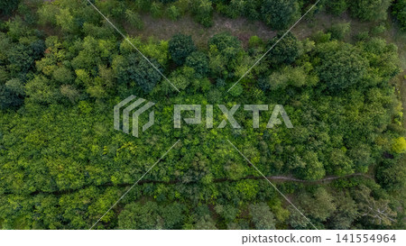 Overhead aerial view of lush green forest canopy across rolling hillside, mixed tree colors, sunlit texture, dense woodland, dry ground patches, natural landscape Overhead aerial view of lush green forest canopy across rolling hillside, mixed tree colors, sunlit texture, dense woodland, dry ground patches, natural landscape 141554964