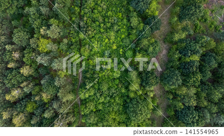 Dense green forest canopy from aerial viewpoint with winding dirt paths, sunlit foliage texture, mixed tree growth, and natural wilderness landscape, with forest, aerial, drone, canopy detail Dense green forest canopy from aerial viewpoint with winding dirt paths, sunlit foliage texture, mixed tree growth, and natural wilderness landscape, with forest, aerial, drone, canopy detail 141554965