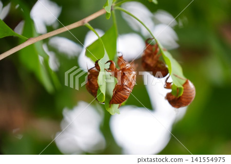 A cluster of molted cicada exoskeletons A cluster of molted cicada exoskeletons 141554975