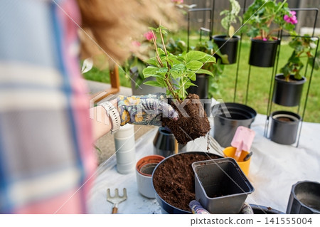 Woman repotting plant with exposed root ball while gardening outdoors Woman repotting plant with exposed root ball while gardening outdoors 141555004