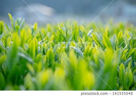 清晨陽光下的茶葉 清晨陽光下的茶葉 141555048