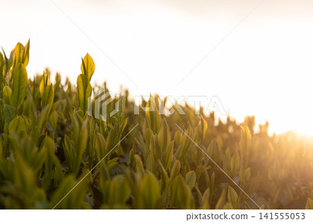 夕陽映照著茶葉 夕陽映照著茶葉 141555053