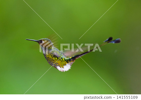 飛翔的蜂鳥 飛翔的蜂鳥 141555109