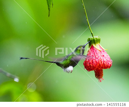 A hummingbird feeding on nectar. A hummingbird feeding on nectar. 141555116