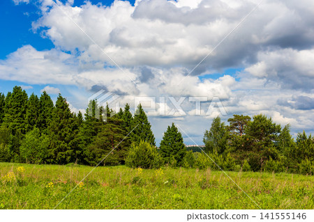 Lush coniferous forest edge bordering a vibrant green meadow under a dramatic sky filled with fluffy white cumulus clouds on a bright sunny day in the wild nature Lush coniferous forest edge bordering a vibrant green meadow under a dramatic sky filled with fluffy white cumulus clouds on a bright sunny day in the wild nature 141555146