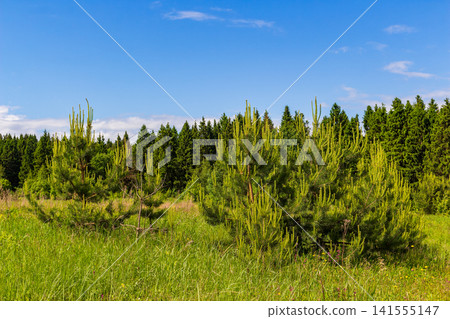 Lush young pine trees growing in a sunny wildflower meadow with a dense coniferous forest background under a vibrant blue sky during a warm summer afternoon in the countryside Lush young pine trees growing in a sunny wildflower meadow with a dense coniferous forest background under a vibrant blue sky during a warm summer afternoon in the countryside 141555147