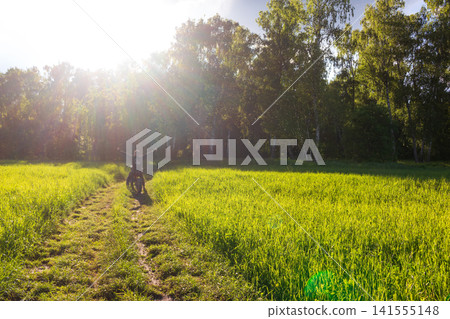 Cyclist with arms wide open riding a bike on a rustic dirt path through a grassy meadow, surrounded by a swarm of gnats in the warm glow of a beautiful golden hour summer sunset 141555148