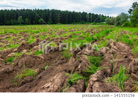 Heavy moldboard plowing turns over wild grassy soil in a rural landscape, preparing overgrown earth for future planting, rustic farmland rejuvenation under a cloudy summer sky Heavy moldboard plowing turns over wild grassy soil in a rural landscape, preparing overgrown earth for future planting, rustic farmland rejuvenation under a cloudy summer sky 141555156