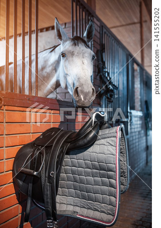black leather saddle with waltrap hanging on wooden wall by white horse at stable or barn, professional equestrian horse riding equipment in stall black leather saddle with waltrap hanging on wooden wall by white horse at stable or barn, professional equestrian horse riding equipment in stall 141555202