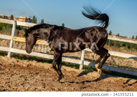 strong black breed stallion horse running and jumping in arena on sunny day, muscular equine strong black breed stallion horse running and jumping in arena on sunny day, muscular equine 141555211