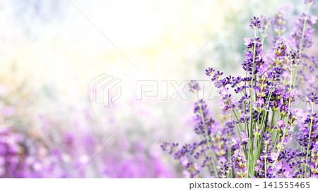 Purple lavender flowers on sunny beautiful nature spring background. Summer scene with fresh lavandula flower. Blooming lavender field. A field of lavender in full bloom. Picturesque summer nature Purple lavender flowers on sunny beautiful nature spring background. Summer scene with fresh lavandula flower. Blooming lavender field. A field of lavender in full bloom. Picturesque summer nature 141555465