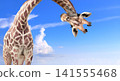 Giraffe face head hanging upside down. Cute giraffe looks interested. Animal stares interested on blue sky background. Curious giraffe peers down from above, its gaze filled with interest 141555468