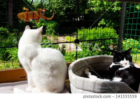 White cat sits beside a black and white tuxedo cat resting in a soft pet bed on a cozy, secure cat balcony during a sunny, warm summer afternoon in a peaceful green garden White cat sits beside a black and white tuxedo cat resting in a soft pet bed on a cozy, secure cat balcony during a sunny, warm summer afternoon in a peaceful green garden 141555559
