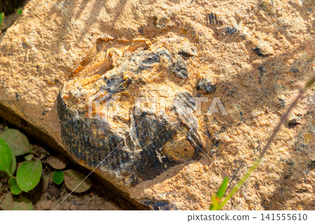Ancient brachiopod fossils embedded in textured flint stone slab, showcasing prehistoric marine life remnants with intricate shell patterns on a natural rocky background outdoor closeup Ancient brachiopod fossils embedded in textured flint stone slab, showcasing prehistoric marine life remnants with intricate shell patterns on a natural rocky background outdoor closeup 141555610