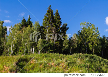 Lush green meadow leading to a dense woodland of tall spruce and slender birch trees under a vibrant clear blue summer sky creating a peaceful rustic wilderness atmosphere Lush green meadow leading to a dense woodland of tall spruce and slender birch trees under a vibrant clear blue summer sky creating a peaceful rustic wilderness atmosphere 141555665