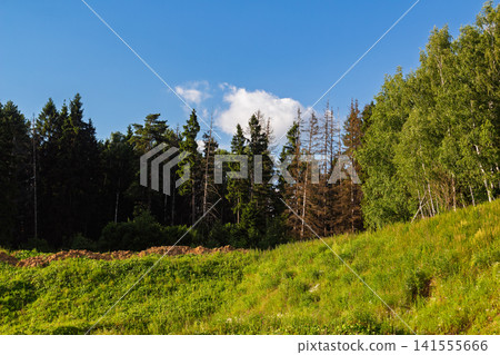 Vibrant summer landscape featuring a lush green grassy meadow in the foreground leading to a diverse forest edge with pine and birch trees under a bright blue sky Vibrant summer landscape featuring a lush green grassy meadow in the foreground leading to a diverse forest edge with pine and birch trees under a bright blue sky 141555666