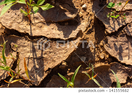 Cracked parched earth with curled edges under intense sun heat featuring small resilient green weeds pushing through the dry soil surface in a desert landscape environment Cracked parched earth with curled edges under intense sun heat featuring small resilient green weeds pushing through the dry soil surface in a desert landscape environment 141555682
