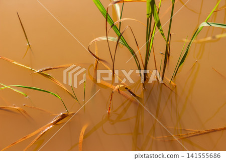 Green reeds emerging from muddy orange clay water in a sunlit quarry, creating a serene minimalist natural abstract composition with reflections on the textured liquid surface Green reeds emerging from muddy orange clay water in a sunlit quarry, creating a serene minimalist natural abstract composition with reflections on the textured liquid surface 141555686