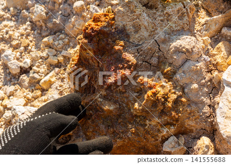 Raw flint nodule featuring textured botryoidal chalcedony crust resting in an open quarry pit with a gloved hand providing scale in the sunlit rocky terrain Raw flint nodule featuring textured botryoidal chalcedony crust resting in an open quarry pit with a gloved hand providing scale in the sunlit rocky terrain 141555688