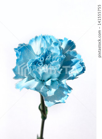 It is a blue carnation . It is a blue carnation . 141555755
