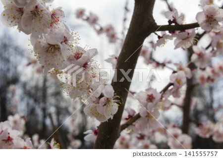 Apricot flower on nature background Apricot flower on nature background 141555757