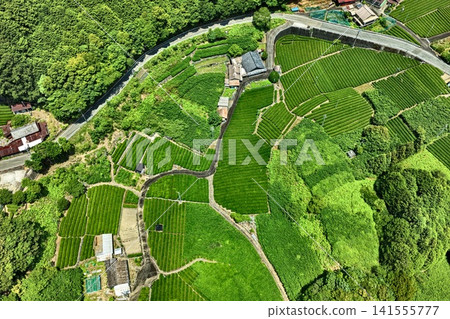 Aerial photographs capturing tea plantations and rural settlements in Shizuoka City. Aerial photographs capturing tea plantations and rural settlements in Shizuoka City. 141555777