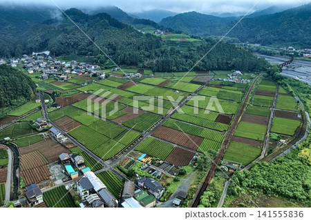 清晨的空拍照片,展現了靜岡縣島田市的茶園和一座紅色橋樑。 清晨的空拍照片,展現了靜岡縣島田市的茶園和一座紅色橋樑。 141555836