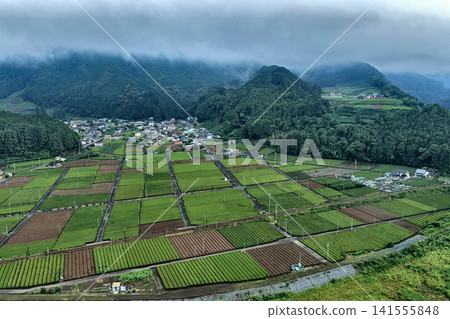 一張空拍照片,展現了靜岡縣島田市籠罩在薄霧中的茶園和山村。 一張空拍照片,展現了靜岡縣島田市籠罩在薄霧中的茶園和山村。 141555848