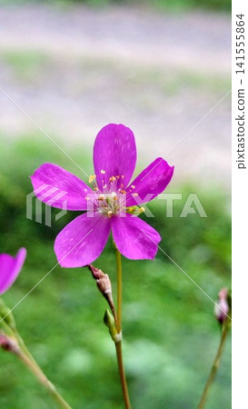 Three O'clock Flower Three O'clock Flower 141555864