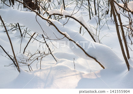Thick white snow blankets fallen branches in a winter forest setting bathed in soft evening sunlight highlighting textures and blue shadows Thick white snow blankets fallen branches in a winter forest setting bathed in soft evening sunlight highlighting textures and blue shadows 141555904