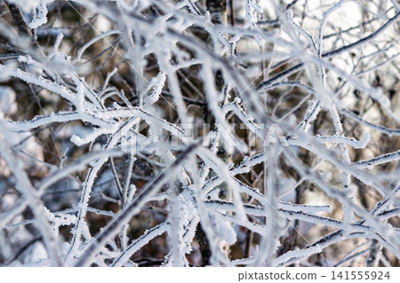 Intricate frost patterns cover tangled dark branches, creating a dazzling close-up winter texture against a soft, muted background of woods in January Intricate frost patterns cover tangled dark branches, creating a dazzling close-up winter texture against a soft, muted background of woods in January 141555924