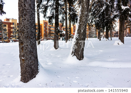 Stark tree trunks rise from a blanket of fresh white snow in a winter park setting, modern residential buildings visible behind the woods Stark tree trunks rise from a blanket of fresh white snow in a winter park setting, modern residential buildings visible behind the woods 141555940