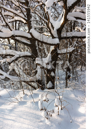 Thick blankets of fresh snow dramatically cap the gnarled branches of old oak trees in a sunny winter woodland scene Thick blankets of fresh snow dramatically cap the gnarled branches of old oak trees in a sunny winter woodland scene 141555942