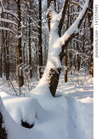 Thick fresh snow blankets the forest floor and tree trunks in bright evening sunlight, casting long shadows through the winter woods Thick fresh snow blankets the forest floor and tree trunks in bright evening sunlight, casting long shadows through the winter woods 141555943