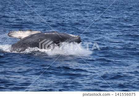 Humpback whale performing a backflip Humpback whale performing a backflip 141556075