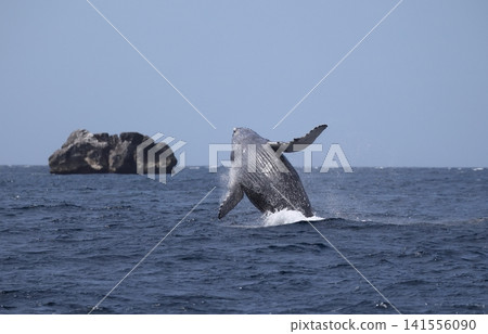 Humpback whale performing a backflip Humpback whale performing a backflip 141556090