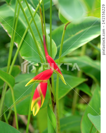 Flower of Heliconia · Rostrata Flower of Heliconia · Rostrata 141556229