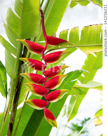 Flower of Heliconia · Rostrata Flower of Heliconia · Rostrata 141556231