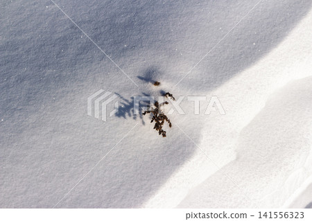 Tiny dried wildflower peeking through pristine, sunlit snowdrift, casting a stark, delicate shadow on the icy expanse Tiny dried wildflower peeking through pristine, sunlit snowdrift, casting a stark, delicate shadow on the icy expanse 141556323