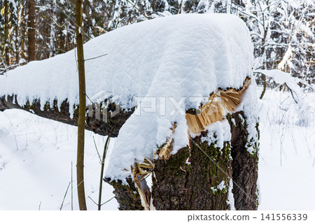 A fallen timber in frosty woods, its broken trunk dramatically exposes natural wood grain. Crisp white snow covers the downed log 141556339