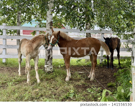 Large draft horses used in Ban'ei horse racing, raised on ranches in Obihiro, Tokachi, Hokkaido, Japan. Large draft horses used in Ban'ei horse racing, raised on ranches in Obihiro, Tokachi, Hokkaido, Japan. 141556530