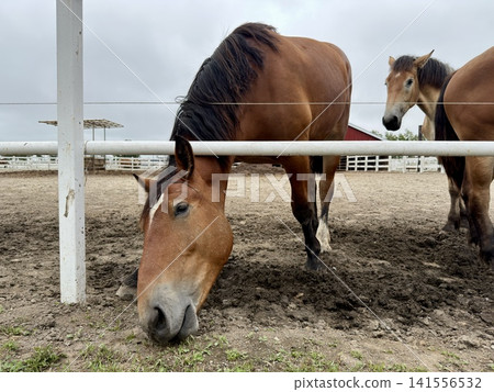 用於盤榮賽馬的大型挽馬，飼養於日本北海道十勝市帶廣的牧場。 141556532