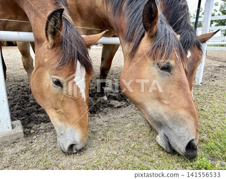 Large draft horses used in Ban'ei horse racing, raised on ranches in Obihiro, Tokachi, Hokkaido, Japan. Large draft horses used in Ban'ei horse racing, raised on ranches in Obihiro, Tokachi, Hokkaido, Japan. 141556533
