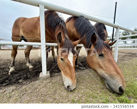 用於盤榮賽馬的大型挽馬，飼養於日本北海道十勝市帶廣的牧場。 141556534