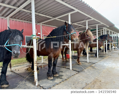 Large draft horses used in Ban'ei horse racing, raised on ranches in Obihiro, Tokachi, Hokkaido, Japan. Large draft horses used in Ban'ei horse racing, raised on ranches in Obihiro, Tokachi, Hokkaido, Japan. 141556540