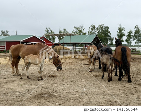 用於盤榮賽馬的大型挽馬,飼養於日本北海道十勝市帶廣的牧場。 用於盤榮賽馬的大型挽馬,飼養於日本北海道十勝市帶廣的牧場。 141556544