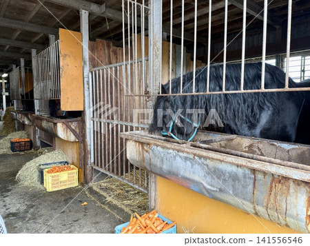 用於盤榮賽馬的大型挽馬,飼養於日本北海道十勝市帶廣的牧場。 用於盤榮賽馬的大型挽馬,飼養於日本北海道十勝市帶廣的牧場。 141556546